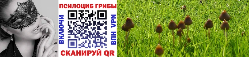 Галлюциногенные грибы Psilocybine cubensis  OMG зеркало  Ленинградская 